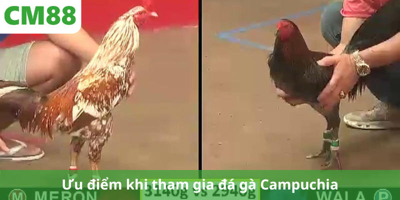 Ưu điểm khi tham gia đá gà Campuchia